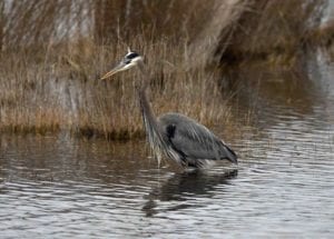 winter wading birds