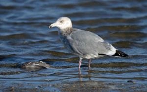 winter Gulls n Terns
